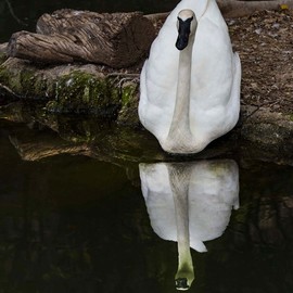 Dick Drechsler: 'mirror mirror on the water', 2018 Color Photograph, Birds. Artist Description: This swan was gliding into the calm, dark water, just as I was taking the shot. ...