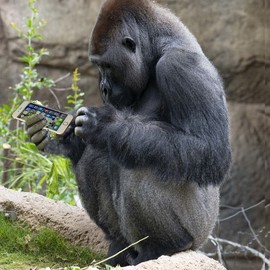 Dick Drechsler: 'texting gorilla at the la zoo', 2018 Color Photograph, Animals. Artist Description: This whimsical photo was taken at the LA Zoo and enhanced in Photoshop. GREAT FOR KIDS ...