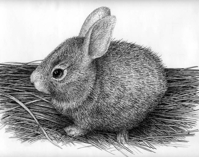 Bunny Pen Drawing By Rens Ink 