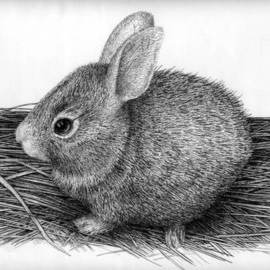 Rens Ink: 'Bunny', 2008 Pen Drawing, Animals. 