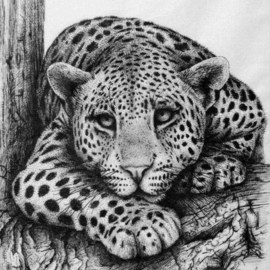 Rens Ink: 'Leopard', 2008 Pen Drawing, Animals. 