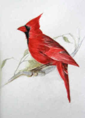 Luisa Cleaves Luisa F. V. Cleaves Gallery: 'Cardinal', 2006 Watercolor, Birds. 