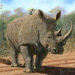 Kruger White Rhino, Richard Harpum