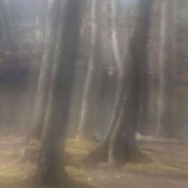 Misty Trees, Richard Montemurro