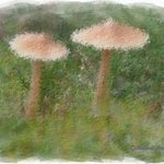 Two Mushrooms, Richard Montemurro