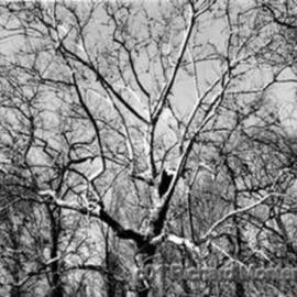 Richard Montemurro: 'Trees', 2001 Black and White Photograph, nature. Artist Description: Black and White Photograph.Dye Sublimation Print...