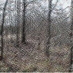 Woodland Scene By Richard Montemurro