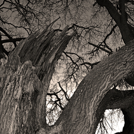 Rick Chinelli: 'Refugio Busted Oak sepia 5984', 2015 Other Photography, Trees. 