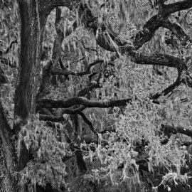 Rick Chinelli: 'Ynez Refugio Moss bw  0311', 2015 Black and White Photograph, Trees. 