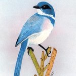 Bluebird By Ralph Patrick
