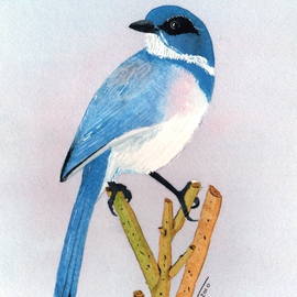 Bluebird By Ralph Patrick