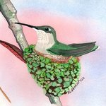 Humming Bird on Nest By Ralph Patrick