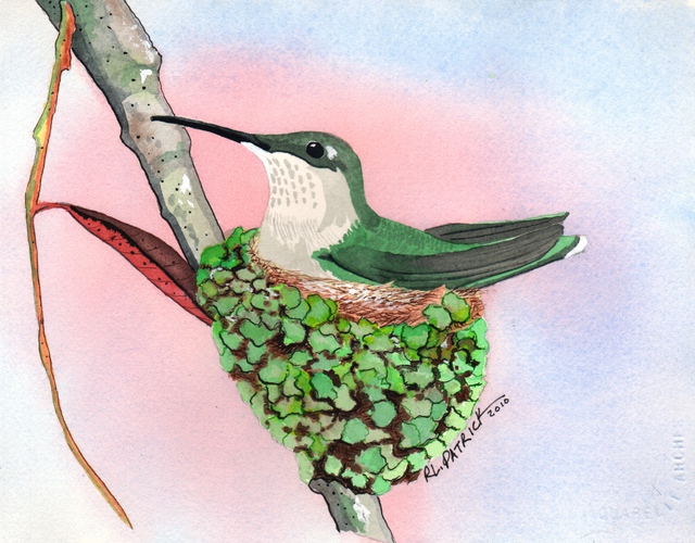 Artist Ralph Patrick. 'Humming Bird On Nest' Artwork Image, Created in 2010, Original Watercolor. #art #artist