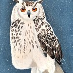 Snowy Owl By Ralph Patrick