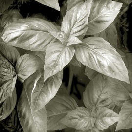 Ron Guidry: 'Basil', 2010 Black and White Photograph, Botanical. 
