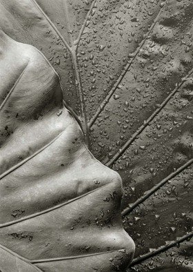 Ron Guidry: 'Leaves', 2010 Black and White Photograph, Botanical. 