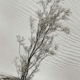 Ron Guidry: 'Mesquite and Dunes', 2010 Black and White Photograph, Botanical. 