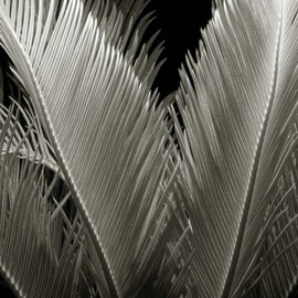 Ron Guidry: 'Sago 2', 2010 Black and White Photograph, Botanical. 