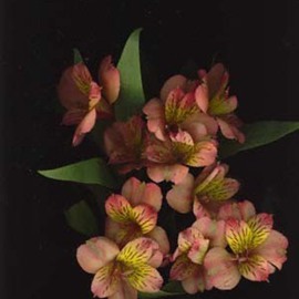 Rosemarie Stanford: 'Autum', 2007 Other Photography, Botanical. 