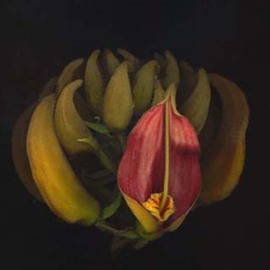 Rosemarie Stanford: 'Back Bend', 2007 Color Photograph, Botanical. 