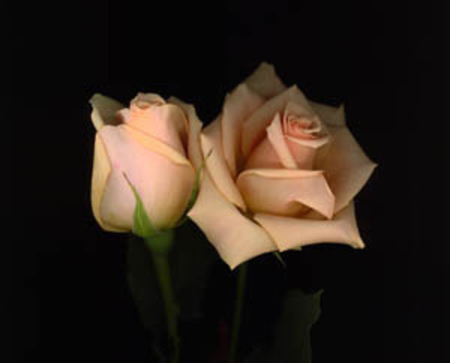 Rosemarie Stanford  'Bud And Rose', created in 2007, Original Photography Other.