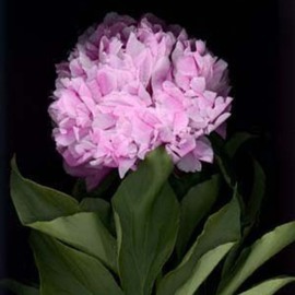 Rosemarie Stanford: 'Gentle Flower', 2007 Color Photograph, Botanical. 