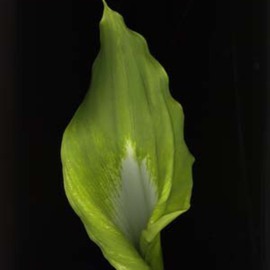 Rosemarie Stanford: 'Green Calla', 2006 Color Photograph, Botanical. 