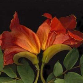 Rosemarie Stanford: 'Tulip Tree', 2006 Color Photograph, Botanical. 