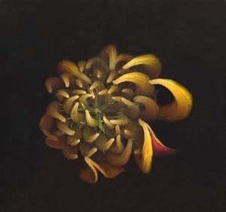 Rosemarie Stanford: 'Tulip Tree Pod', 2006 Color Photograph, Botanical. 