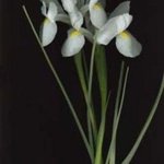 White Iris By Rosemarie Stanford