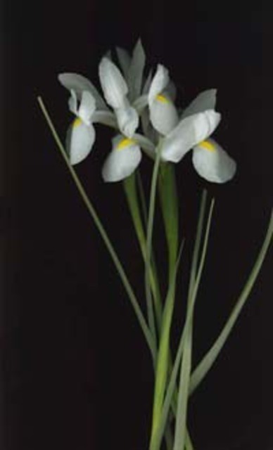Artist Rosemarie Stanford. 'White Iris' Artwork Image, Created in 2006, Original Photography Other. #art #artist