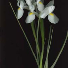 Rosemarie Stanford: 'White Iris', 2006 Color Photograph, Botanical. 