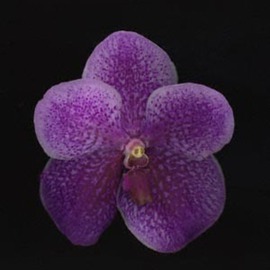 Rosemarie Stanford: 'little Gift', 2007 Other Photography, Botanical. 