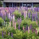 Best Year For Lupines By Ruth Zachary