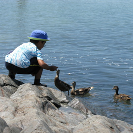 Feeding The Ducks By Ruth Zachary