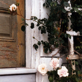 Ruth Zachary: 'Memorys Roses', 2012 Color Photograph, Floral. Artist Description: Lush pale pink roses and dark green leaves on wooden trellis, old textured door and steps. Monhegan Island, Maine. Larger size available ( 11 x 14, $98) ....