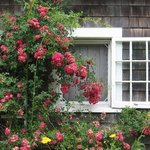 Rose Window By Ruth Zachary