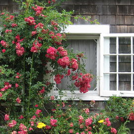 Rose Window, Ruth Zachary