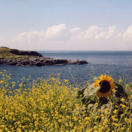 Ruth Zachary: 'Sunflower Summer', 2012 Color Photograph, Floral. Artist Description: Recently someone remared- - boy that sunflower has personality! Sunflower above a bed of yellow mustard ( I think) , backed by blue sea, sky and billowy clouds. Monhegan Island, Maine.  Larger size available ( 11 x 14, $98) . ...