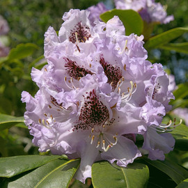 Rhododendron 152  By Ralph Andrea