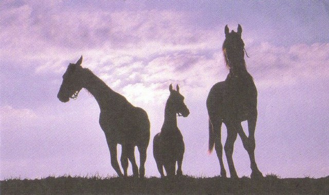 Sandi Carter Brown  'Horses Silhouette', created in 2008, Original Sculpture Ceramic.