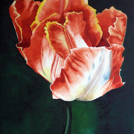 Undecided Tulip By Sarah Longlands