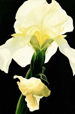 Sarah Longlands: 'lantern', 2018 Giclee, Ethereal. The iris is one of my favourite flowers and this one I found gleaming from the darkening evening light of a friends garden.This is an archival print on 310gsm Canson lustre paper. The size of the image is 20mm smaller than the width of the paper because enough depth ...