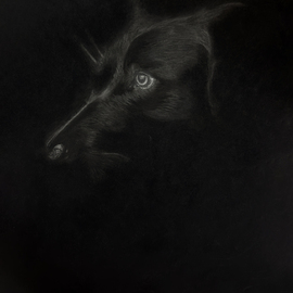 Sathya Sharma: 'black dog', 2023 Charcoal Drawing, Animals. Artist Description: Charcoal art of Black Dog on A3 Paper...