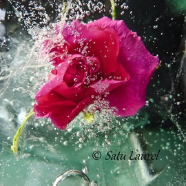 Satu Laurel: 'In the Garden', 2012 Color Photograph, Floral. 