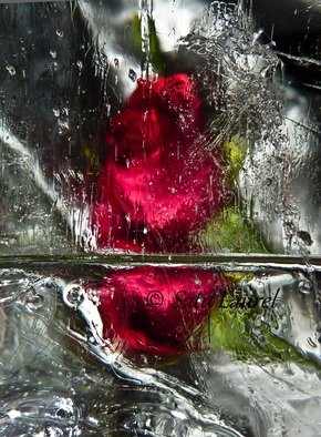 Satu Laurel: 'In the Rain', 2012 Color Photograph, Floral. 