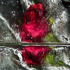 Satu Laurel: 'In the Rain', 2012 Color Photograph, Floral. 
