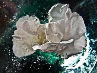 Satu Laurel: 'White', 2012 Color Photograph, Floral. 