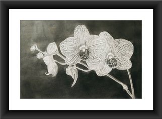 Shelton Barnes: 'orchid', 2020 Graphite Drawing, Fauna. This piece is done on a A3 size paper   180 gsm   using graphite.  Sold without frame. ...