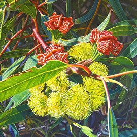 Delma White: 'Illyarrie Blossom', 2010 Oil Painting, Botanical. Artist Description:  Gum tree blossom. I fyou would like Delma to paint on commission contact at delmaw@ msn. com...